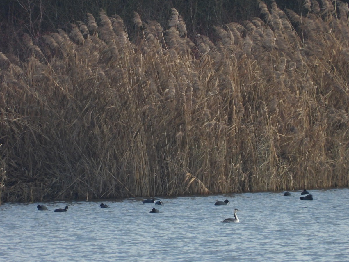 オオバン - ML646907856