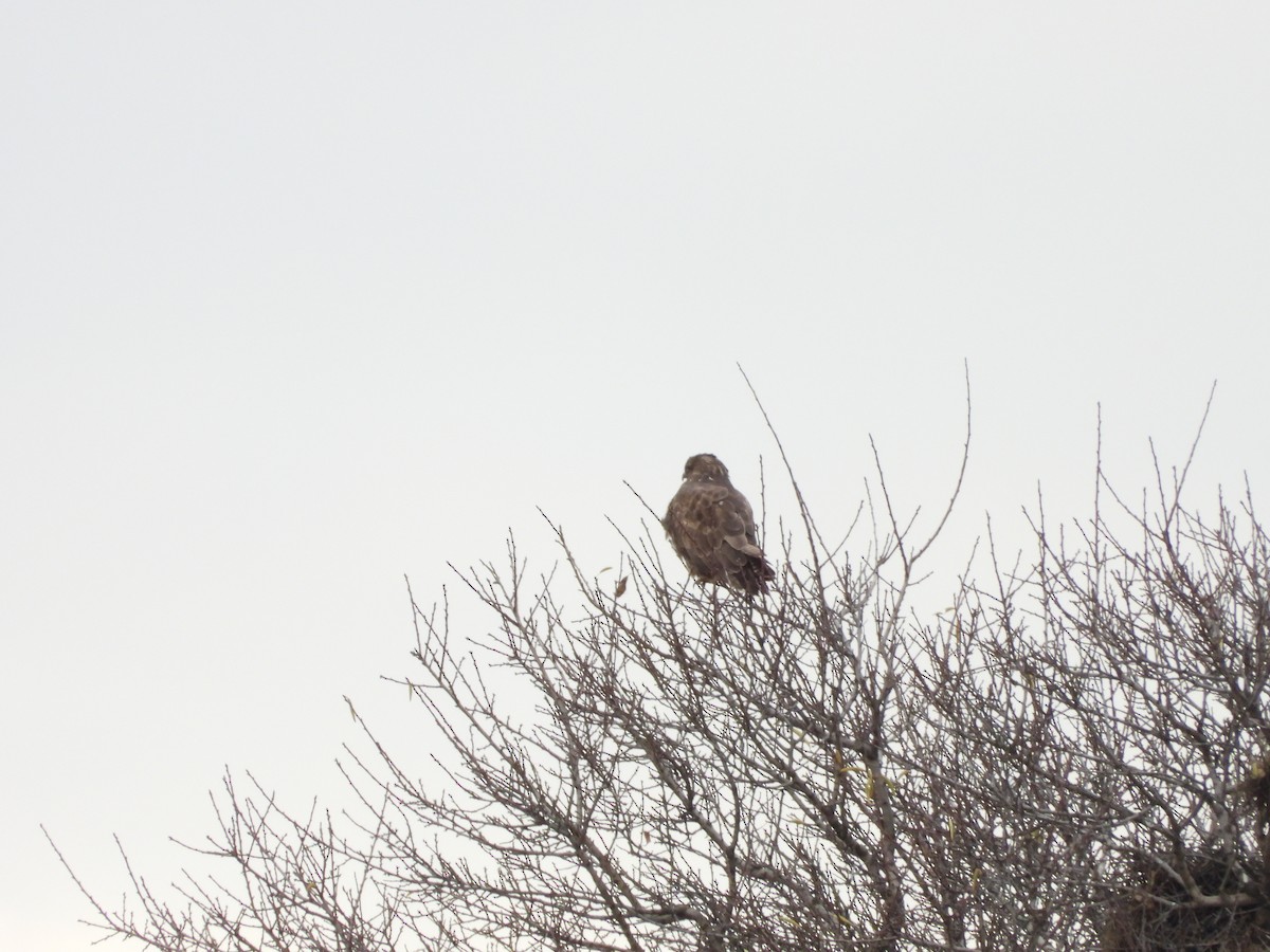 Buse variable - ML646907858