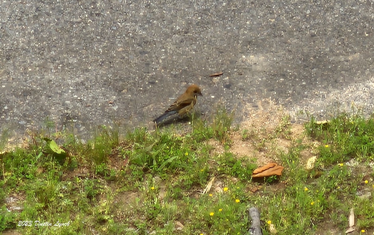 Mavi Çinte - ML646907859