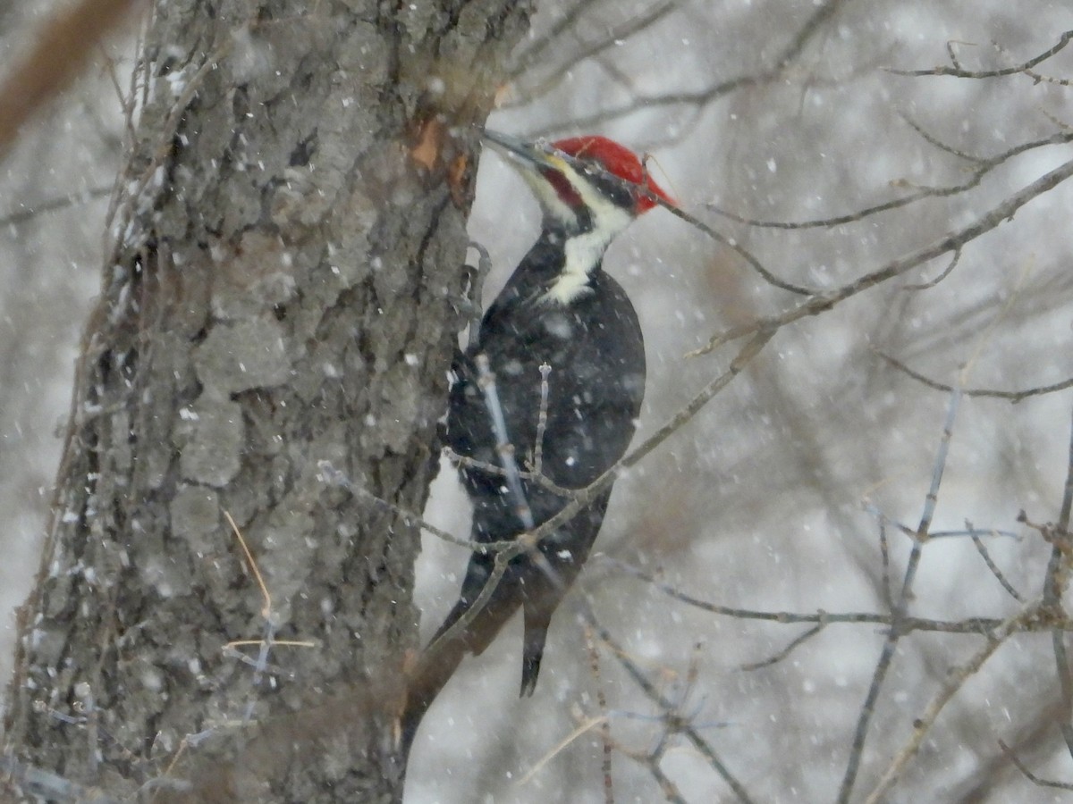 Pileated Woodpecker - ML646907862