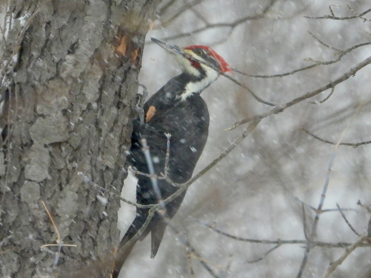 Pileated Woodpecker - ML646907863
