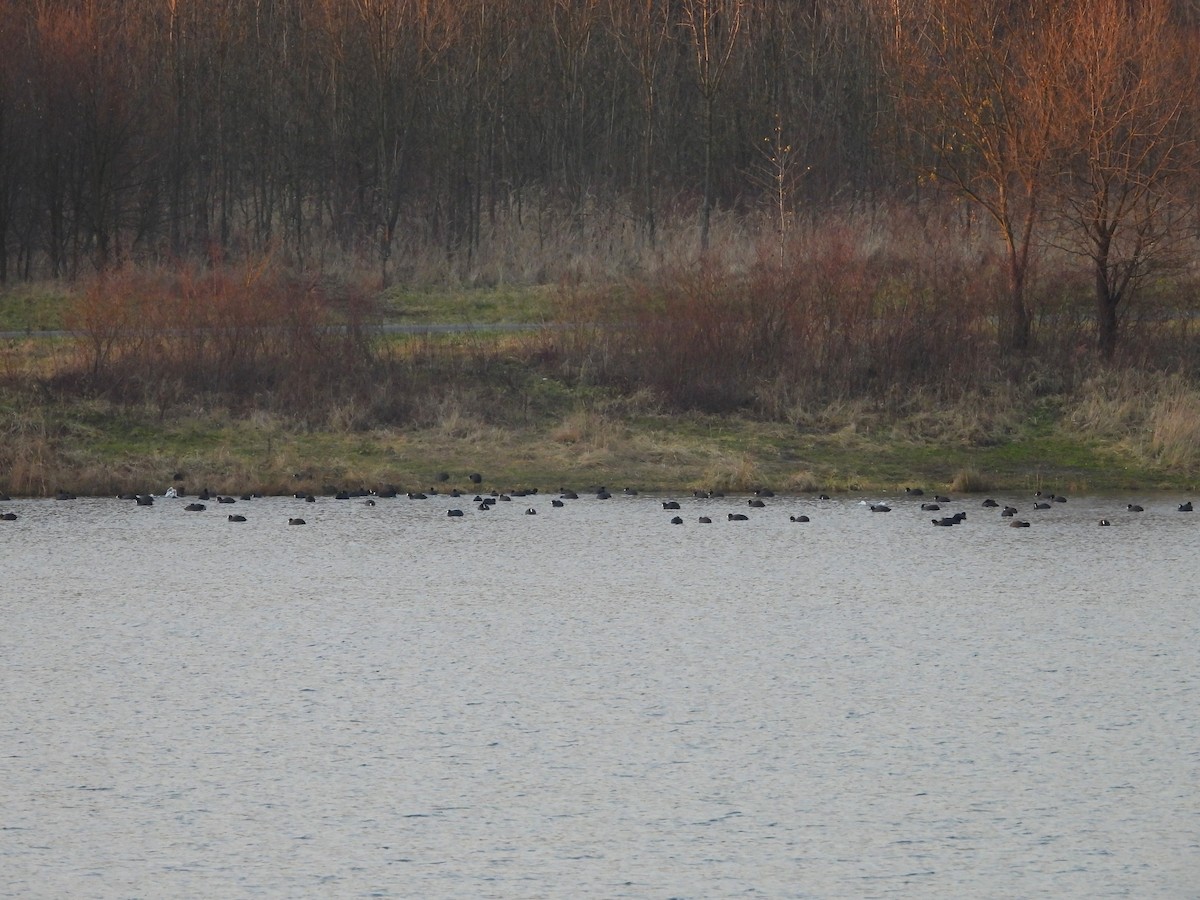 オオバン - ML646907864