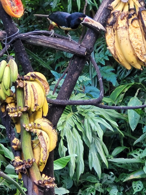 Collared Aracari - ML646907865