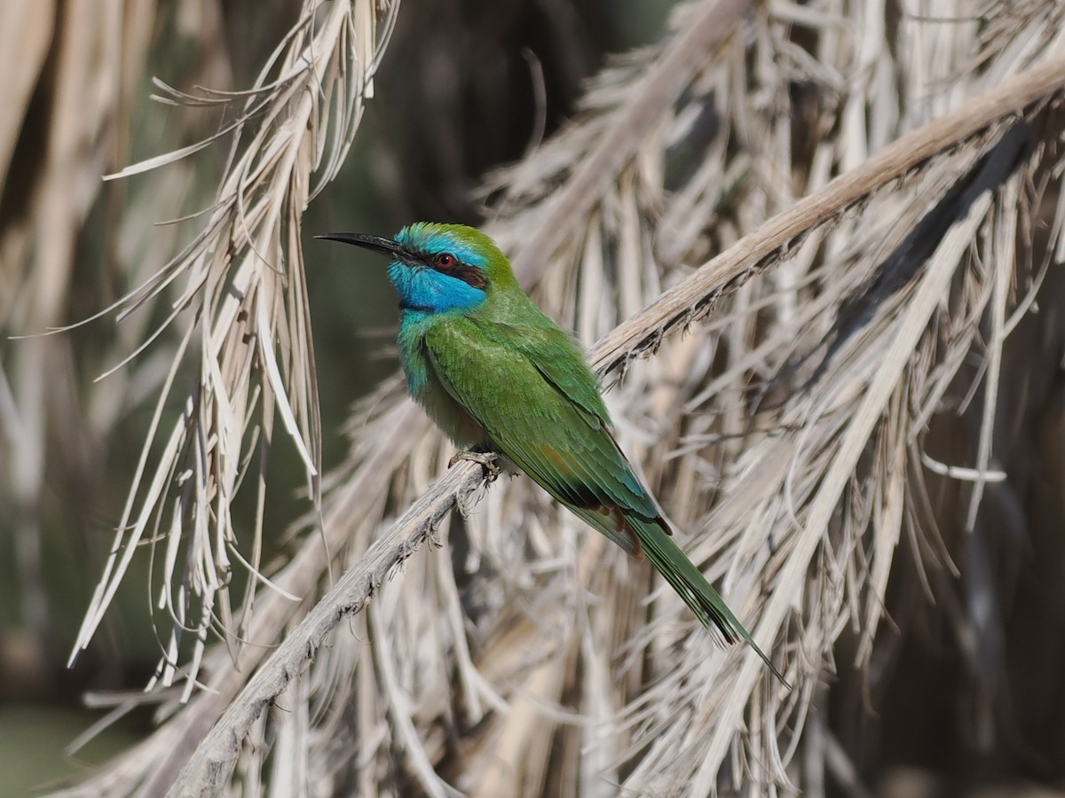 Arabian Green Bee-eater - ML646907866