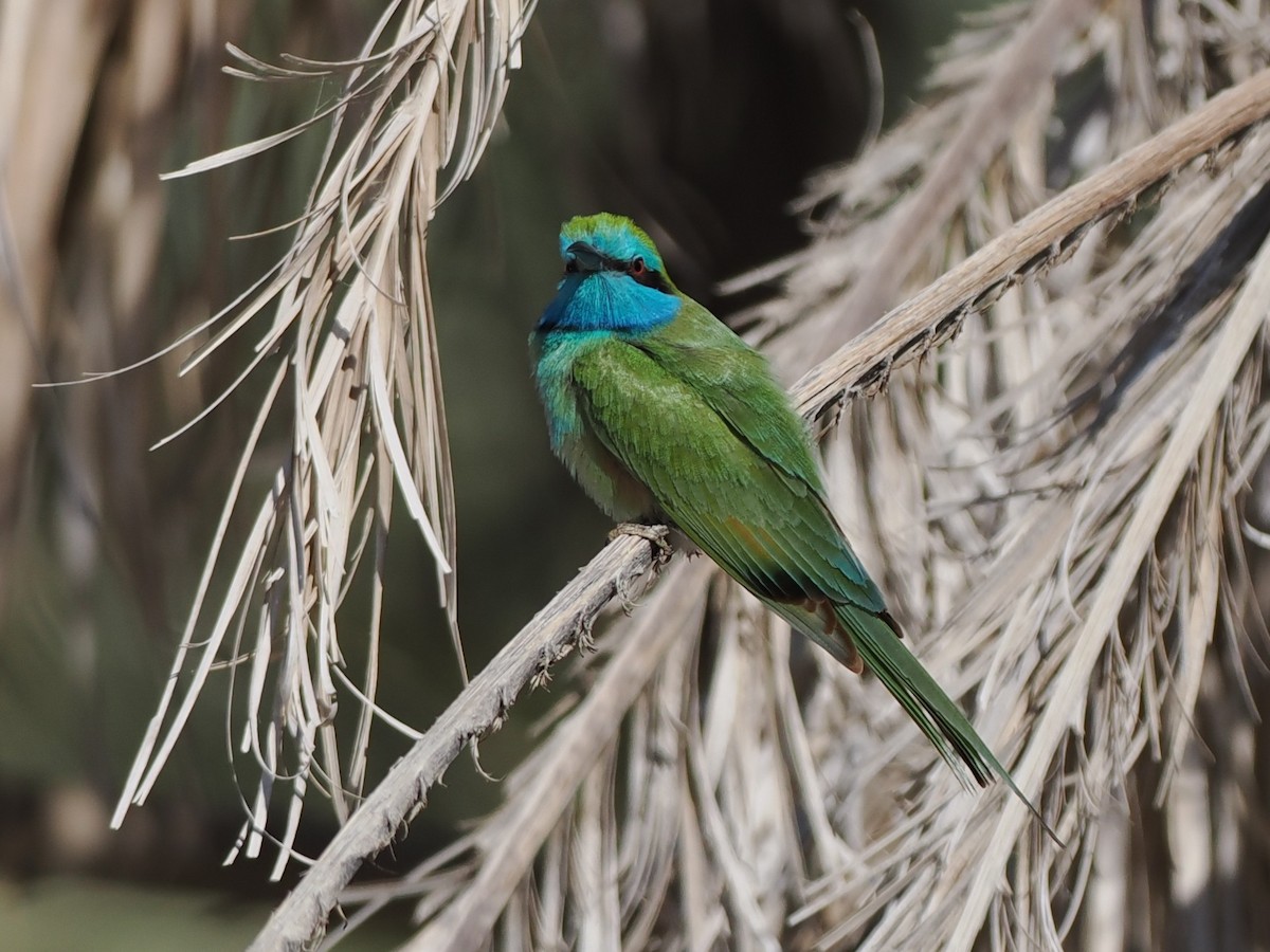 Arabian Green Bee-eater - ML646907867