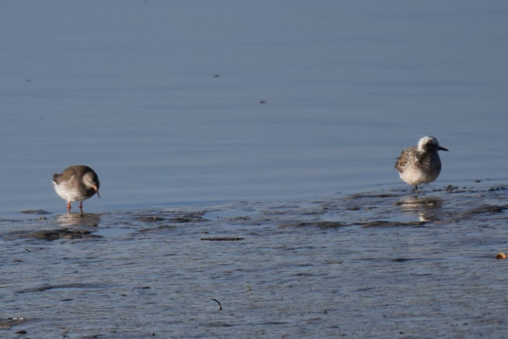 kulík bledý - ML646907868