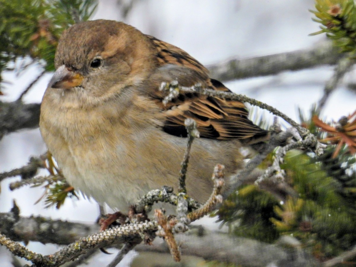 gråspurv - ML646907869