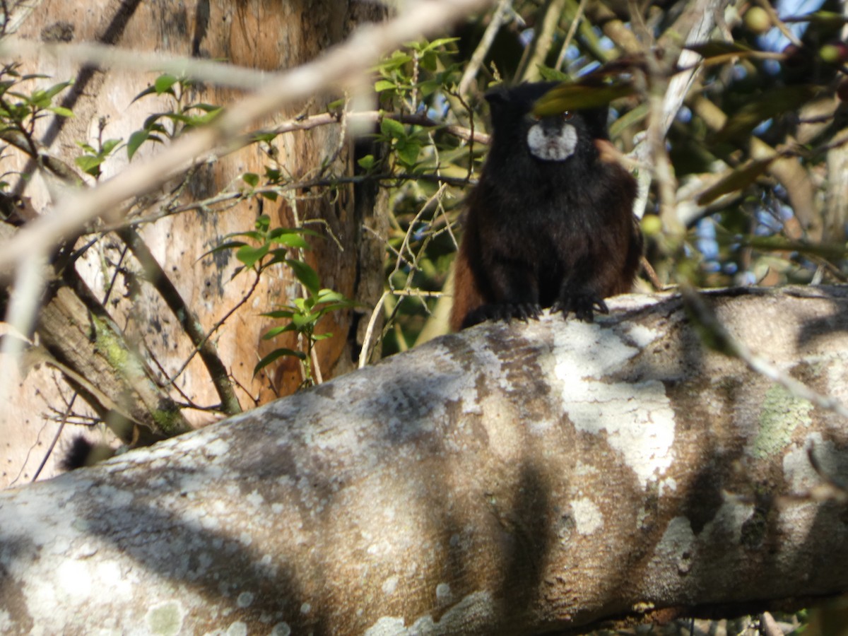 Illiger's Saddle-back Tamarin - ML646907872