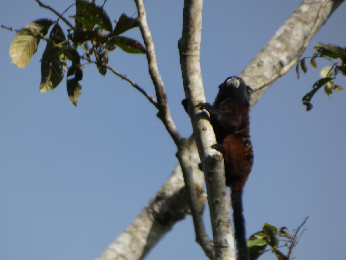 Illiger's Saddle-back Tamarin - ML646907874