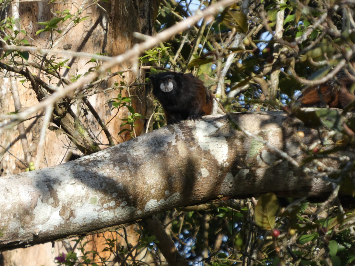 Illiger's Saddle-back Tamarin - ML646907875