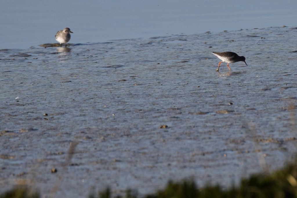 vodouš rudonohý - ML646907884