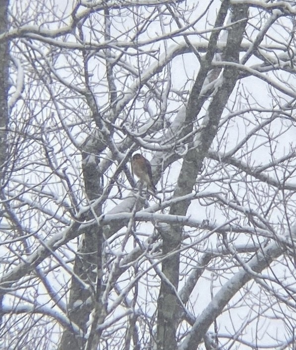 Боривітер американський - ML646907888