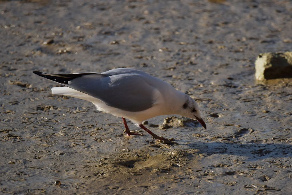 racek chechtavý - ML646907889