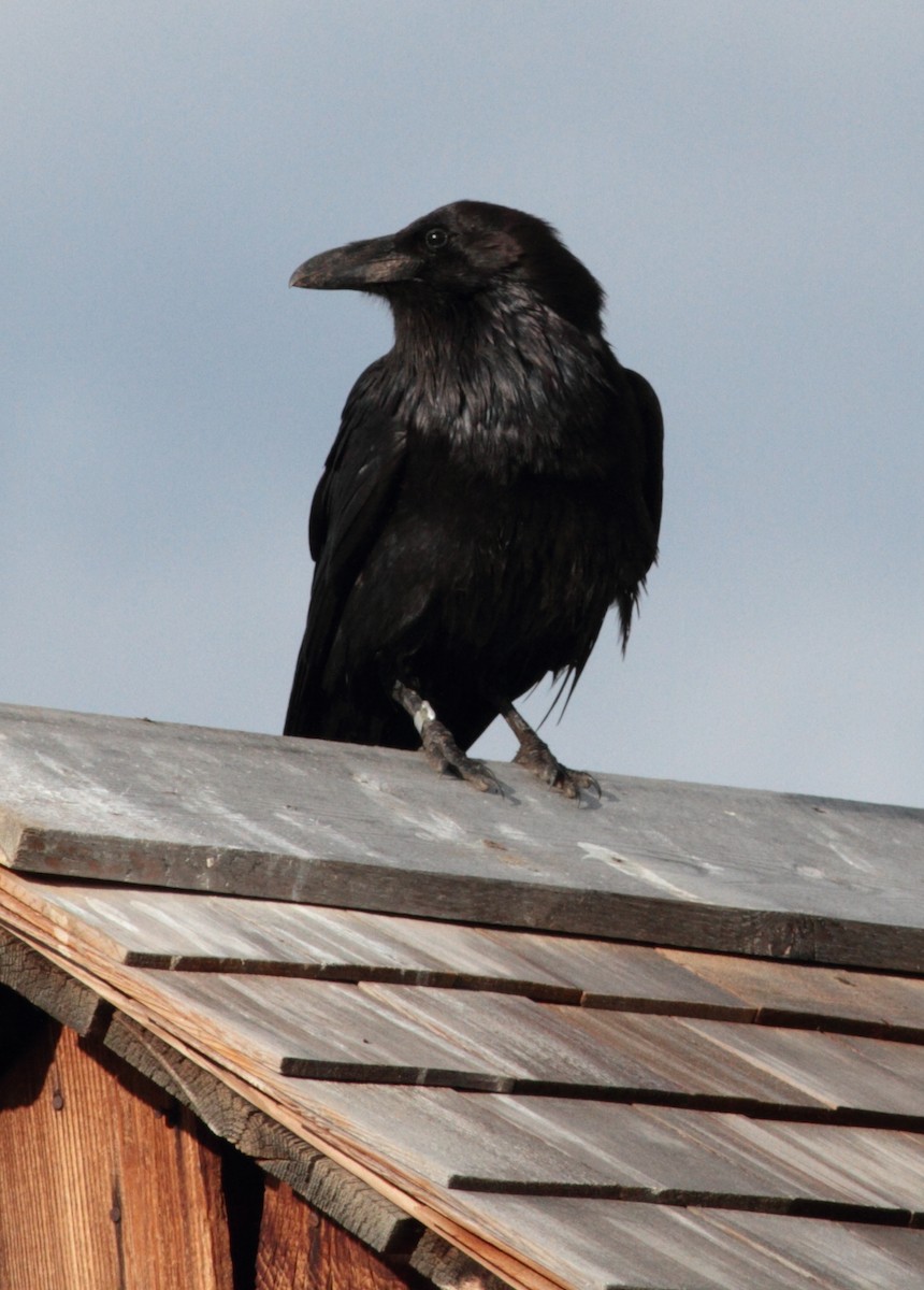 Common Raven - ML646907893