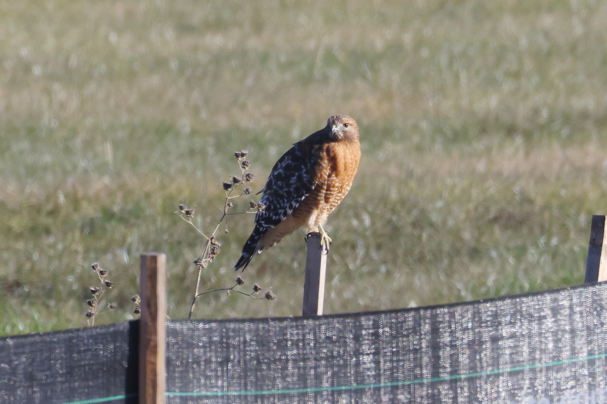 Red-shouldered Hawk (lineatus Group) - ML646907894