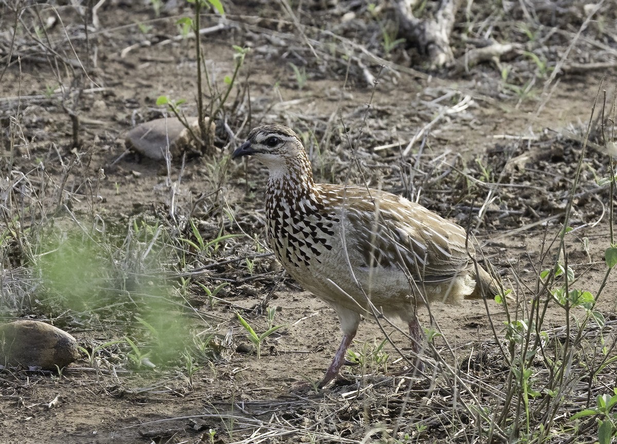 frankolín čapkový [skupina sephaena] - ML646907895