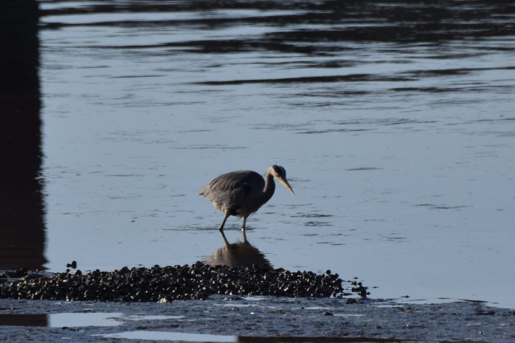 volavka popelavá - ML646907898