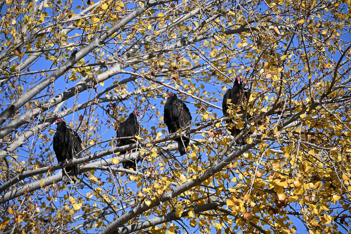 Hindi Akbabası - ML646907900