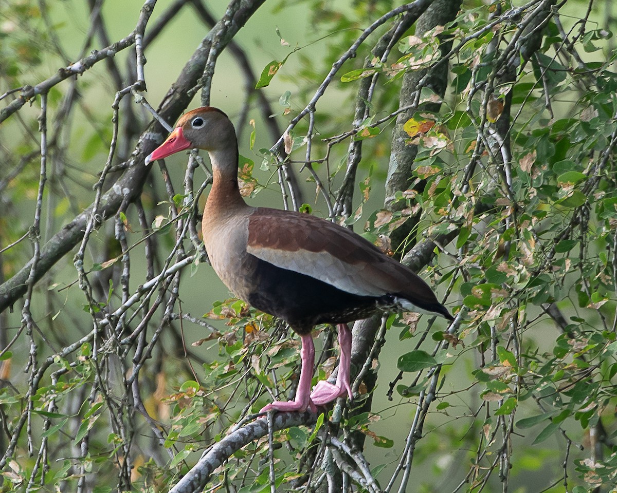 Свистач червонодзьобий - ML646907902
