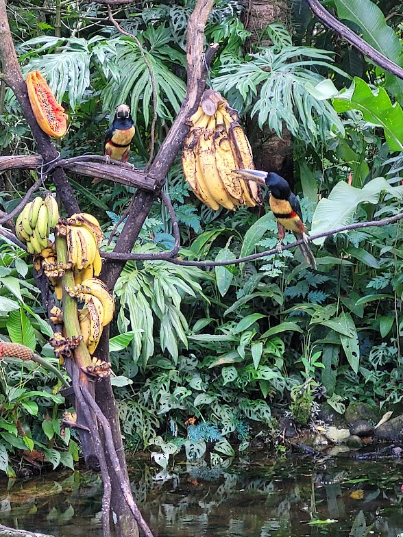 Collared Aracari - ML646907905