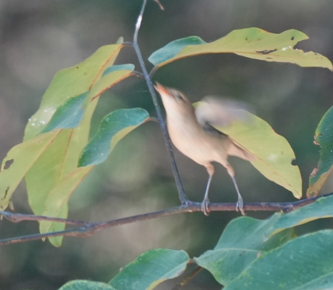 布氏葦鶯 - ML646907906