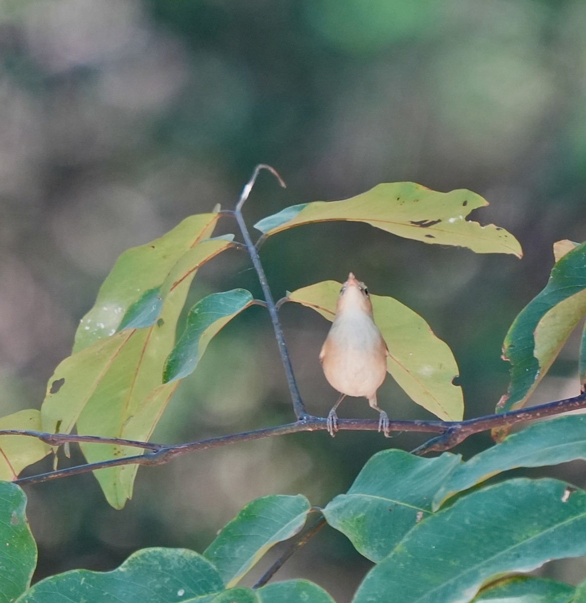 布氏葦鶯 - ML646907907