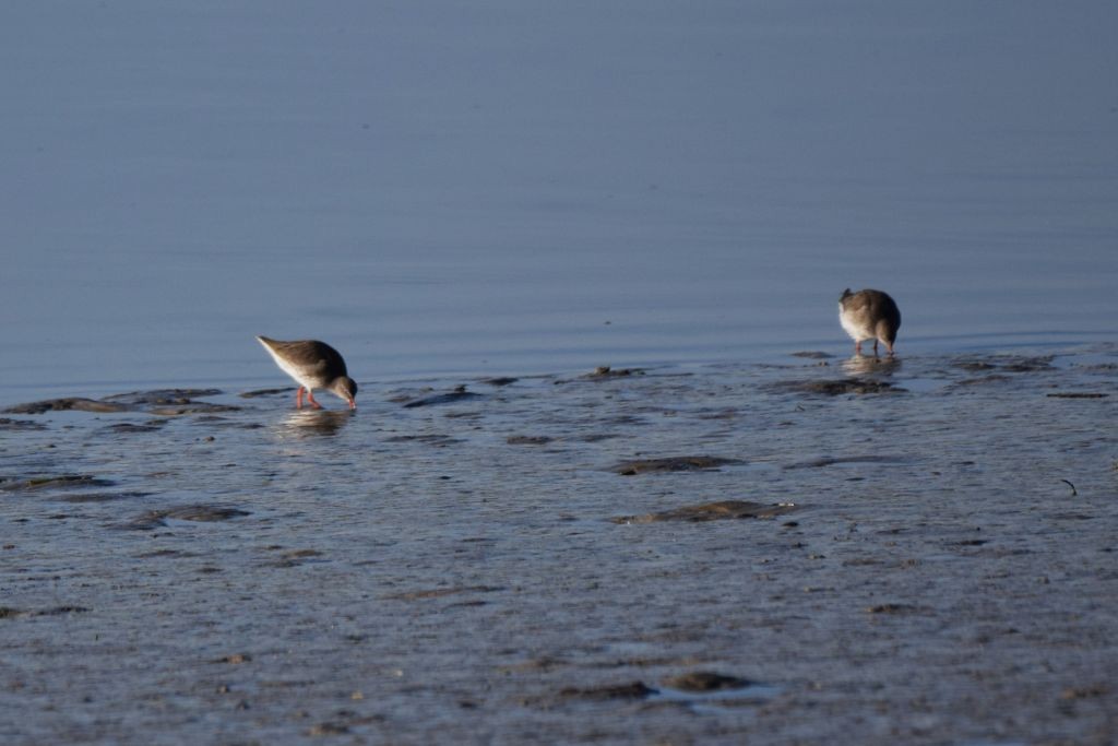 vodouš rudonohý - ML646907908