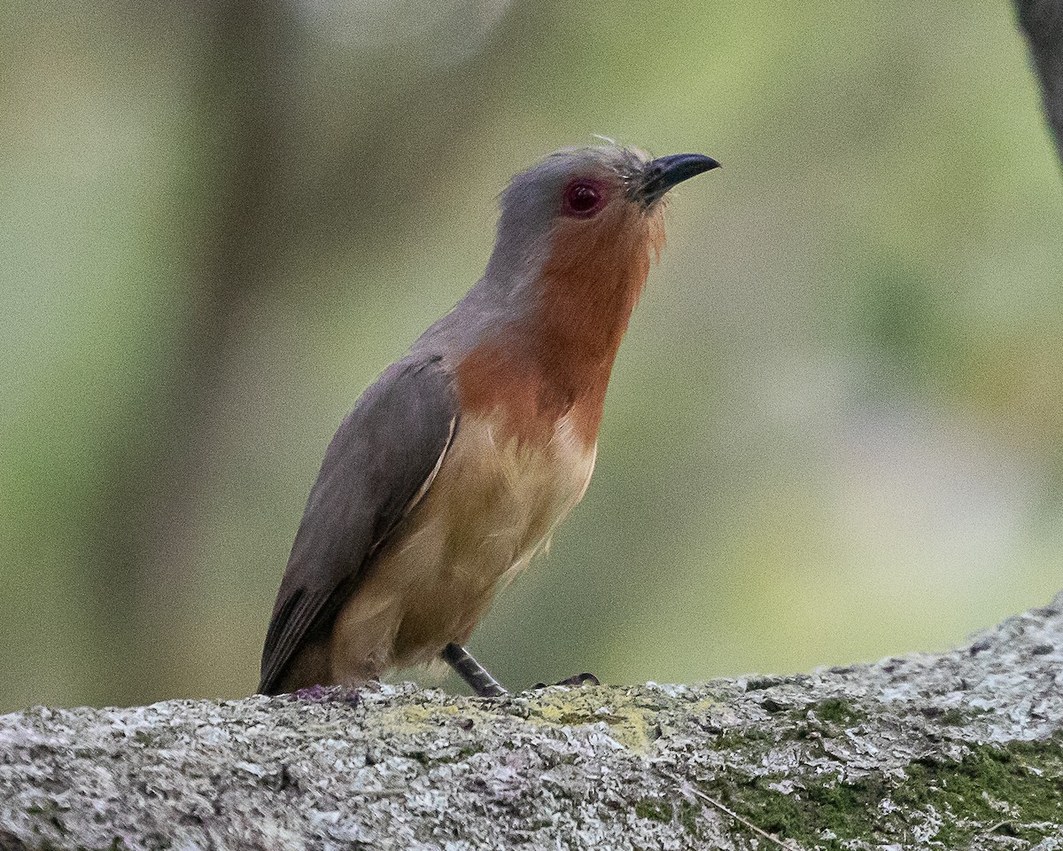 Кукліло карликовий - ML646907909