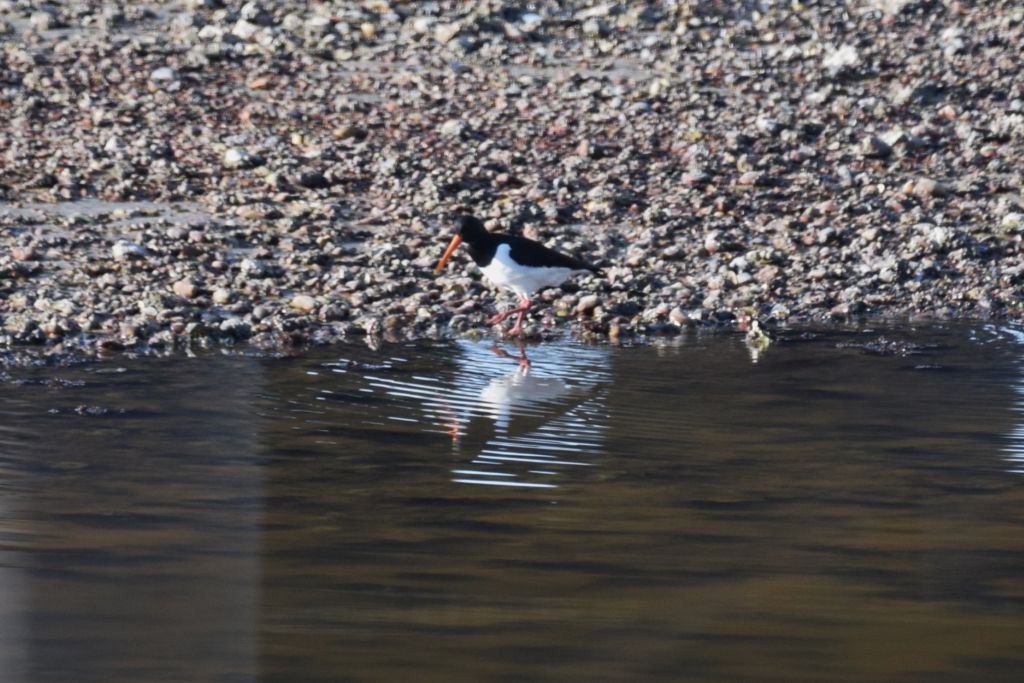 ústřičník velký - ML646907911