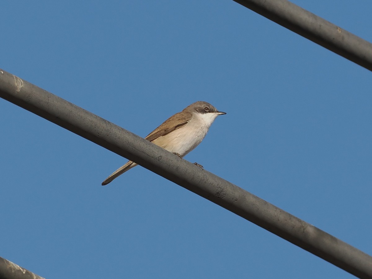 møller - ML646907912