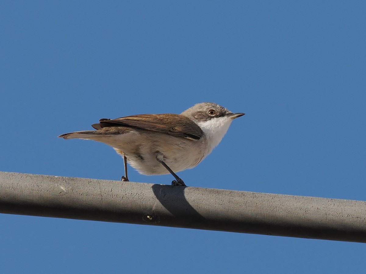 møller - ML646907913