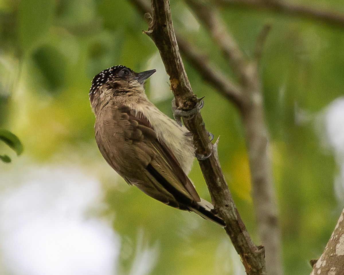 Grayish Piculet - ML646907914