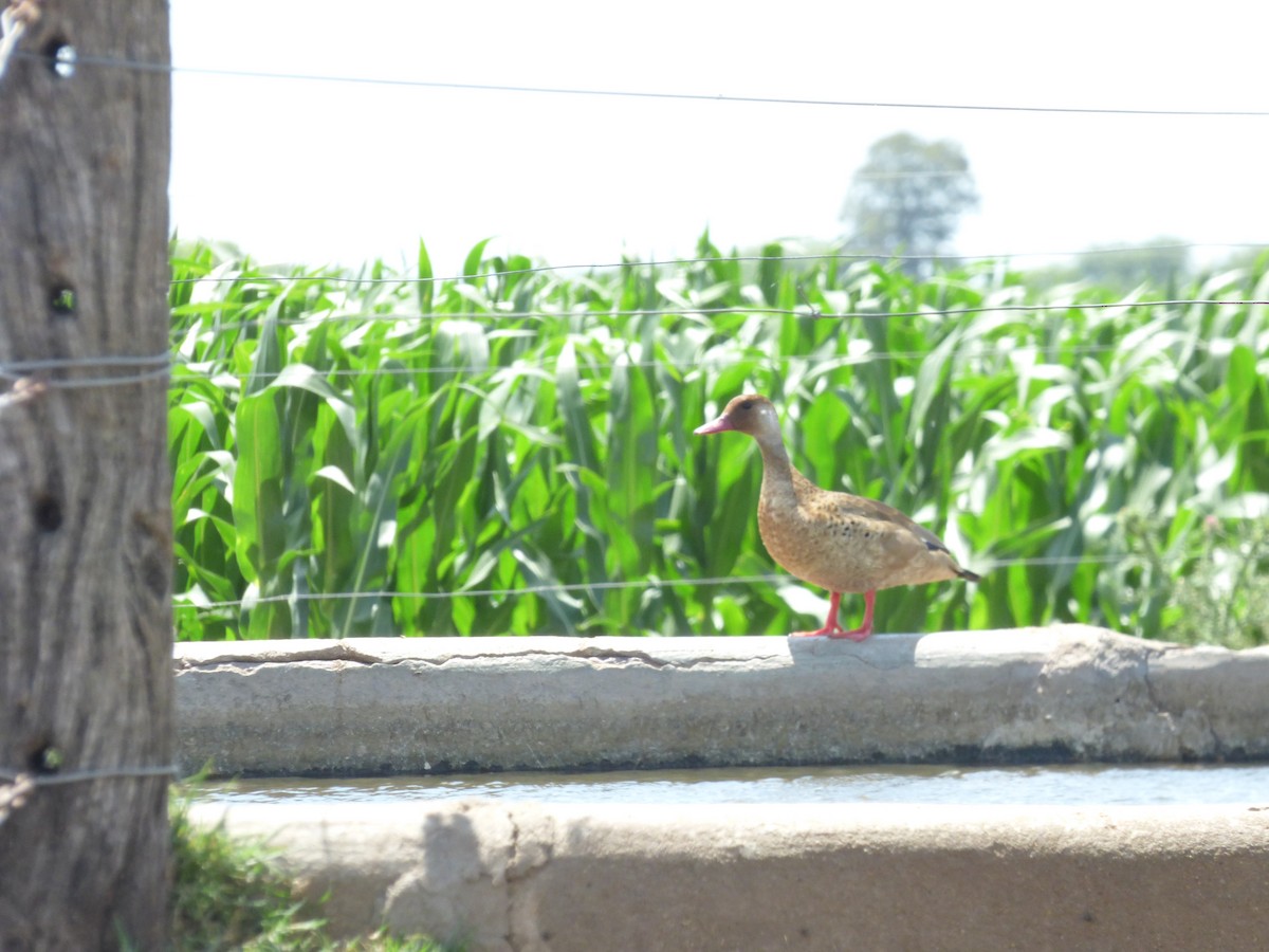 Brazilian Teal - ML646907915