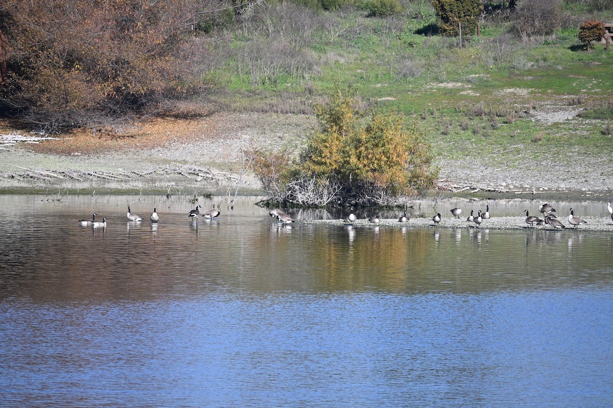 Bernache du Canada - ML646907916