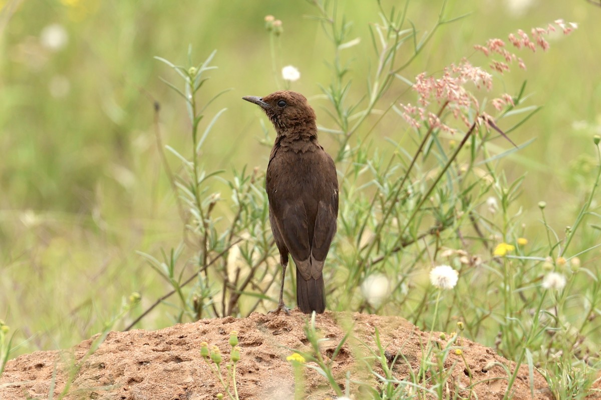 Southern Anteater-Chat - ML646907918