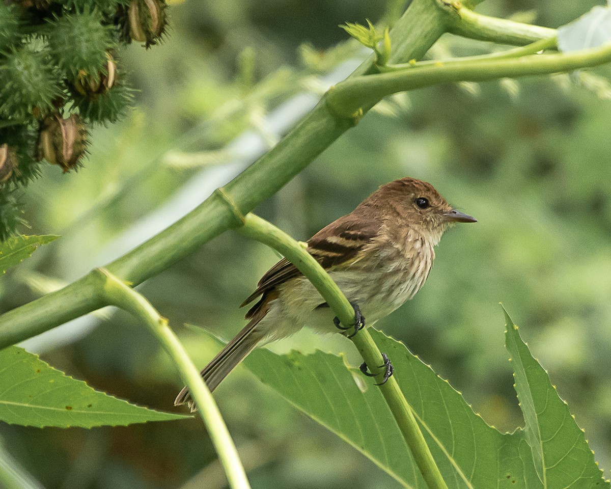Курета іржаста - ML646907919