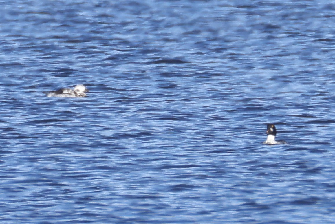 Izotz-ahatea - ML646907920