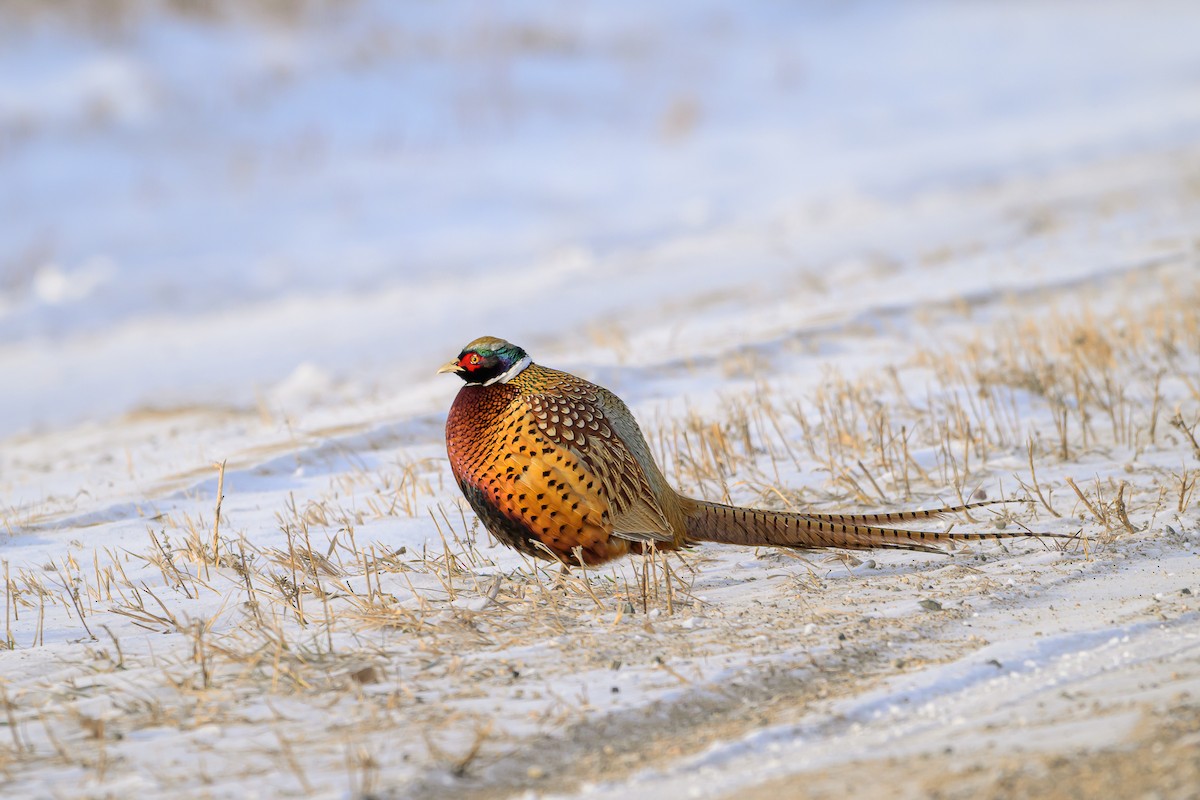 環頸雉 - ML646907921