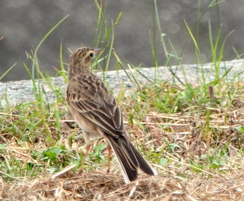 Bisbita de Richard - ML646907923