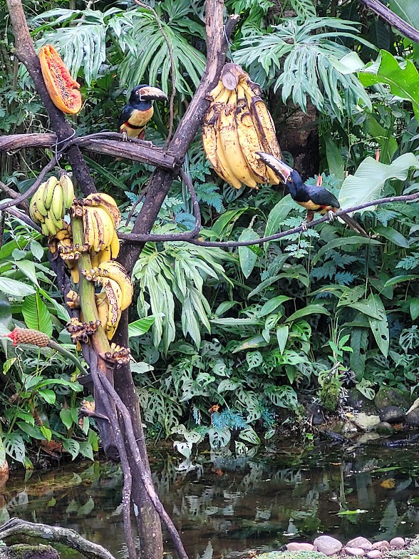 Collared Aracari - ML646907925