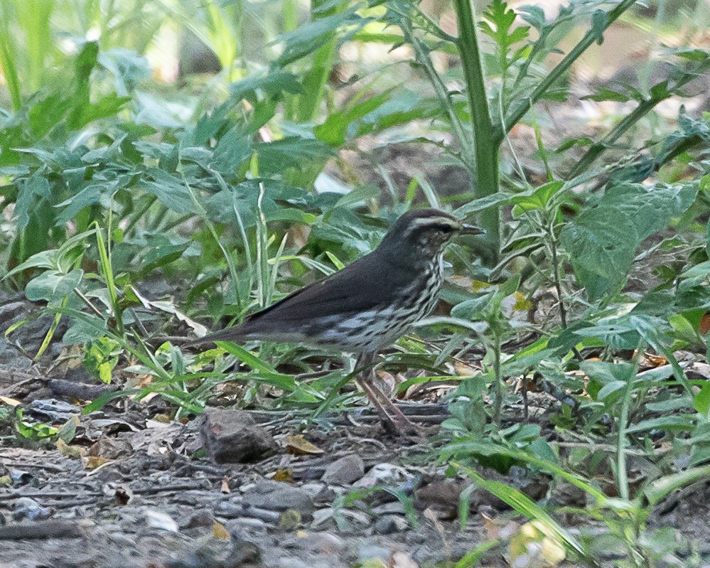 Смугастоволець річковий - ML646907926