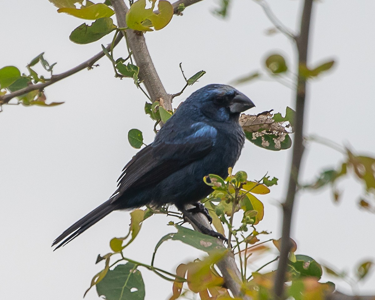 Лускар ультрамариновий - ML646907940