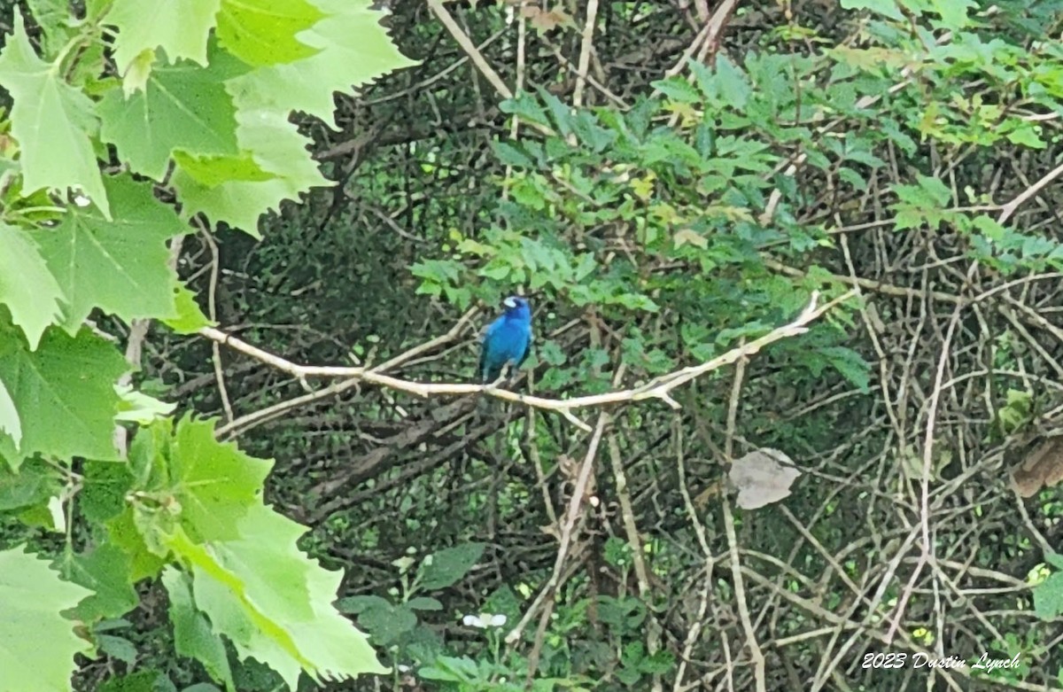 Indigo Bunting - ML646907942