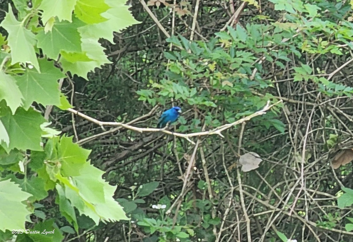 Indigo Bunting - ML646907943