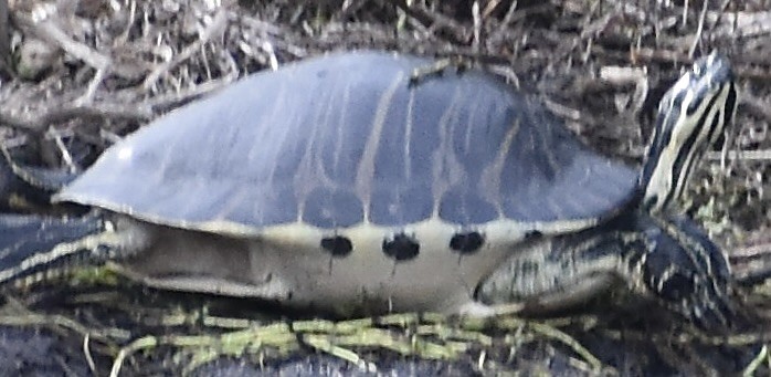 Amfibiler - ML646907949