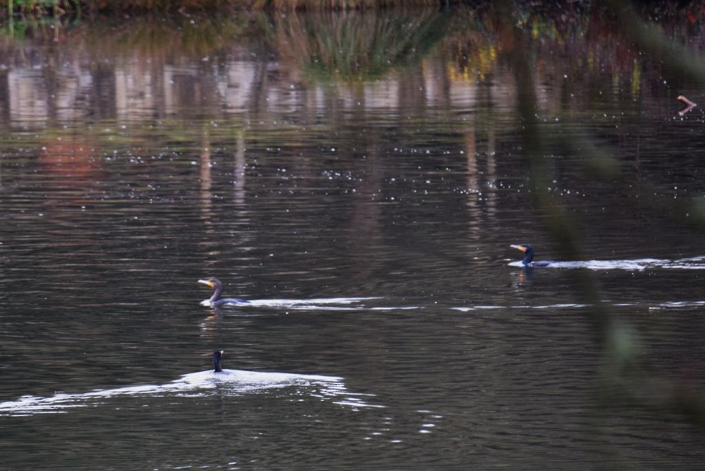 kormorán velký - ML646907952