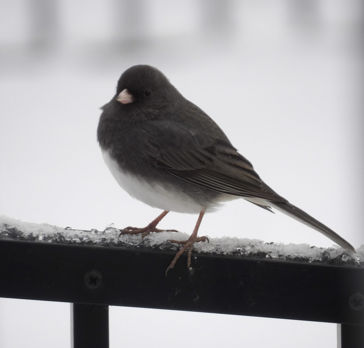 Dark-eyed Junco - ML646907954