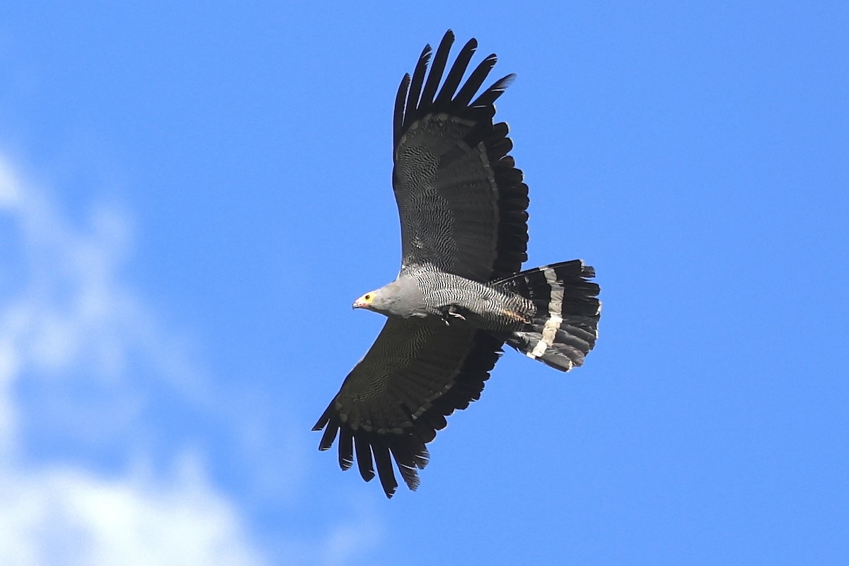 チュウヒダカ - ML646907957