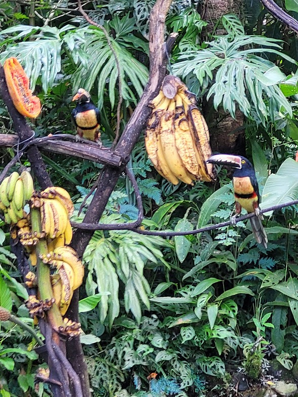 Collared Aracari - ML646907960