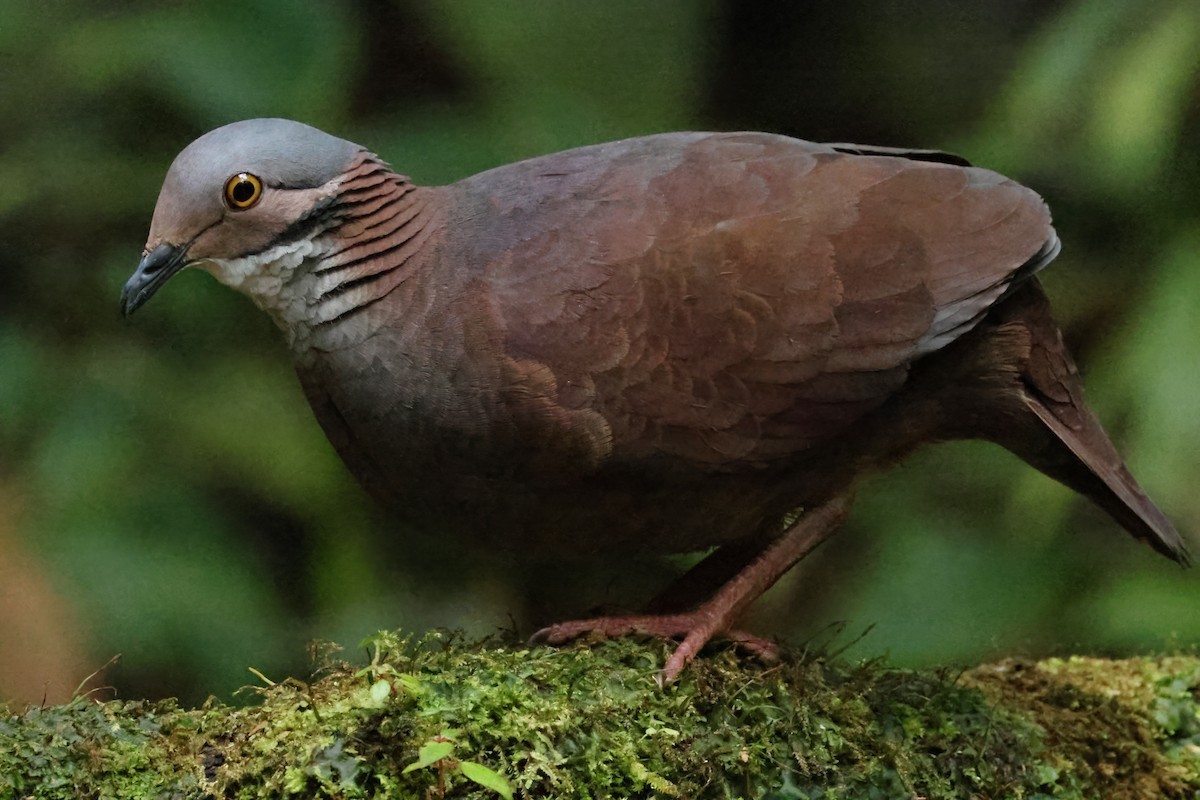 White-throated Quail-Dove - ML646908050